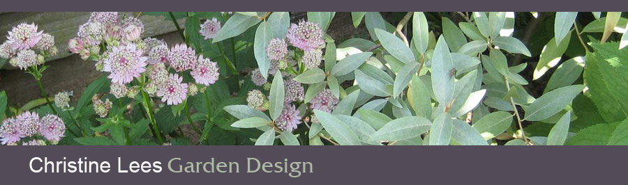 Flowers and foliage in a garden border - silver elaeagnus, which has scented flowers, and pale pink astrantia.