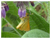Skipper butterfly sipping some nectar from a comfrey flower in early summer, in a garden in Berkhamsted, Hertfordshire.