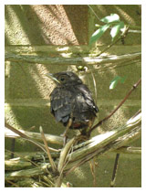 Young blackbird, newly fledged, is safe in the woven vines of a clematis, where it can doze in the sun.  Wildlife garden design in Bedfordshire.