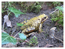 Frog in a Berkhamsted garden – a long-term resident just come out from the undergrowth.  Wildlife in a Hertfordshire garden.