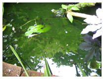 Tadpoles in a small pond in Bedfordshire.  Wildlife corner of a small garden.