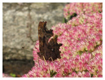 Comma butterfly on a sedum in late summer – building up reserves for hibernation.  Garden design in Hemel Hempstead, Hertfordshire.
