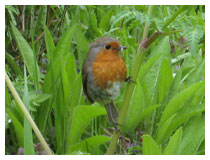 Robin collecting food for its young in wildlife friendly garden.