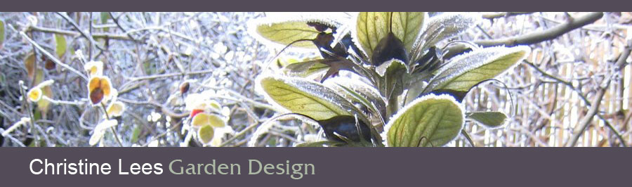 Striking architectural form, in foliage and flowers.  Frost on acanthus.