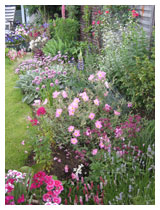 Colourful garden border, with plants including lavender and sun-rose, chosen by the designer to do well in the local growing conditions.