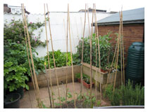 Compact and tidy vegetable garden, with compost bin, water butts, herbs and frame for runner beans.  Kitchen garden design in Bedfordshire.