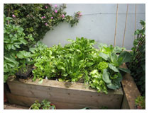 Raised bed for easy access, with a lovely array of salad vegetables and attractive climbing rose.