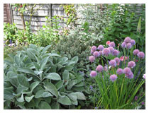 Foliage and flowers in silver, mauve and pink.  The plants chosen thrive in the local conditions in this Bedfordshire garden.