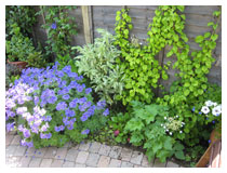 Planting design of foliage and flowers in a shady border in Bedfordshire.