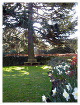 Narcissi border the lawn leading to the cedar tree with a circular tree seat.