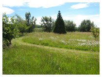 A mown grass path curves through meadow grasses and wildflowers.