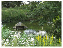 Beside the pond on a summer evening .