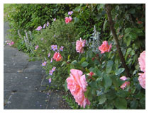 Border beside the house.  Planting by garden designer in Berkhamstead.