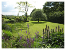 Looking across the lawn towards the weeping pear tree.