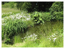 Dramatic foliage mixes with wild flowers around the pond.