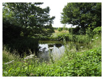 Looking across the pond towards the arboretum.