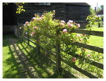 The paddock fence.