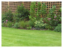 Border – 3 months after planting. Grasses and perennials give summer colour and interest.  Trellis provides privacy while screening shrubs grow in this Harpenden garden.
