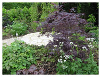 Secluded patio beneath willow tree, surrounded by shade-loving plants including deep purple foliage, ferns and subtle flowers. Shade garden in Harpenden, Hertfordshire.