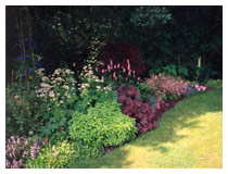 A succession of foliage and flowers give interest through the year in this border designed around a pink colour theme.  Planting design in St Albans Hertfordshire.