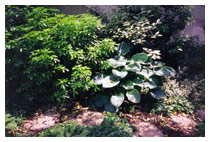 Planting in a woodland style border area for a town garden – in shades of green.  Apple green, grey green and green and white variegated leaves are present all year - glaucous hosta leaves emerge in spring and die down in autumn.  Garden border in Highgate North London.