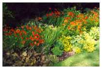 Hot colour border – the day lilies have just finished blooming, and the focus is now on the orange helenium flowers and flame-red crocosmia flowers – in late summer the rich golden flowers of the ligularias will come to the fore.  Sun and shade border planting design in Berkhamsted Hertfordshire.