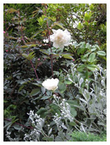 Shell-pink rose flowers are enhanced by silver flower buds and both are set off against the glaucous purple leaves of the rose in the background.  Garden bed planting design in St Albans Hertfordshire.