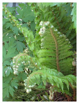 Beautiful foliage in a shady area.  The leaf shapes and the shades of green provide spring interest as the fern fronds unfurl.   Design for shady garden in Bedfordshire.