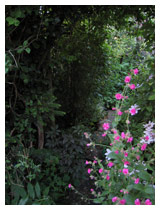 Borders either side of this yorkstone path create a cool, shady area.  The planting includes native species, with a hybrid clematis and campion making a showy display of flowers at the entrance.  Rear garden design Bedfordshire.