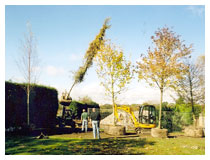 Planting the trees.  Tracked cranes and excavators were used to carefully transport the trees and dig substantial tree pits.