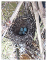 Blackbird’s nest in a climbing rose.  The eggs are warm in the nest while the bird is briefly away.  Wildlife friendly garden in Bedfordshire.