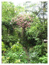 Wildlife area in a Bedfordshire garden – bushes are allowed to grow into meshes of twigs and branches providing cover for birds.  Honeysuckle, hawthorn and roses provide food for birds and nectar for insects.