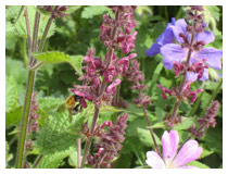 Mixing some wildflowers with cultivated varieties adds to the beauty of the border and provides nectar for butterflies and bees (and a home for the two small spiders in the corner!).  Flower border design in a garden in Bedfordshire.