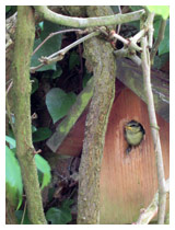 Blue Tit chick just about to leave the nest – looking up to where its parent sits encouraging it.  Wildlife garden design in St Albans, Hertfordshire.