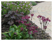 Deep colours in flowers and foliage in a border in mid-summer.