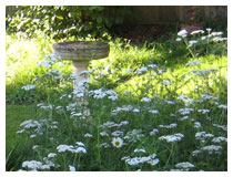 Fresh white flowers in a wild flower area.