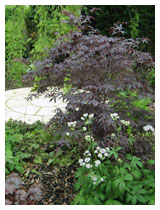 Dramatic deep purple acer leaves provide a foil for delicate and intricate astrantia flowers, in this shady woodland garden.