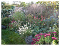 A border of grasses and perennials in October – seed heads catch the autumn sun, whilst autumn flowering perennials add colour.